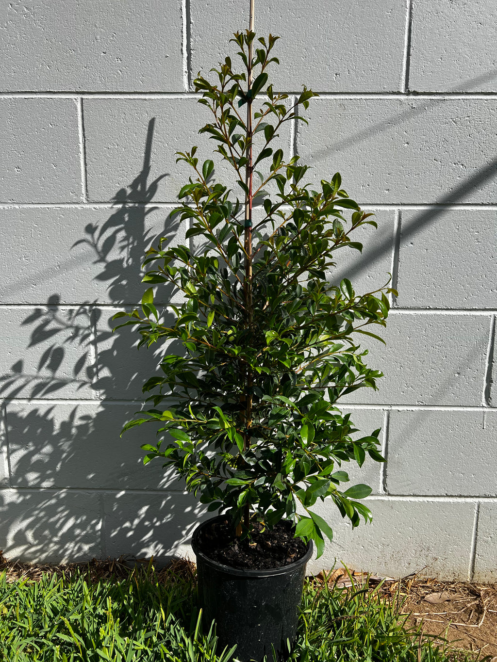 Lilly Pilly Hedge - Buy Lilly Pilly Tree Brisbane