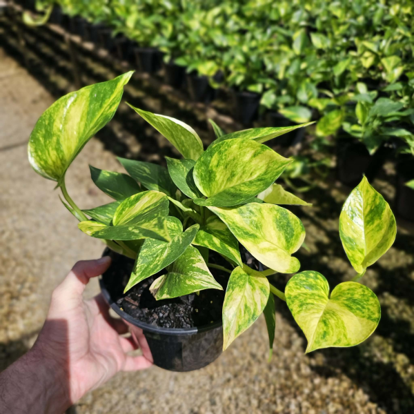 Epipremnum aureum Green Gold Pothos - Devils Ivy