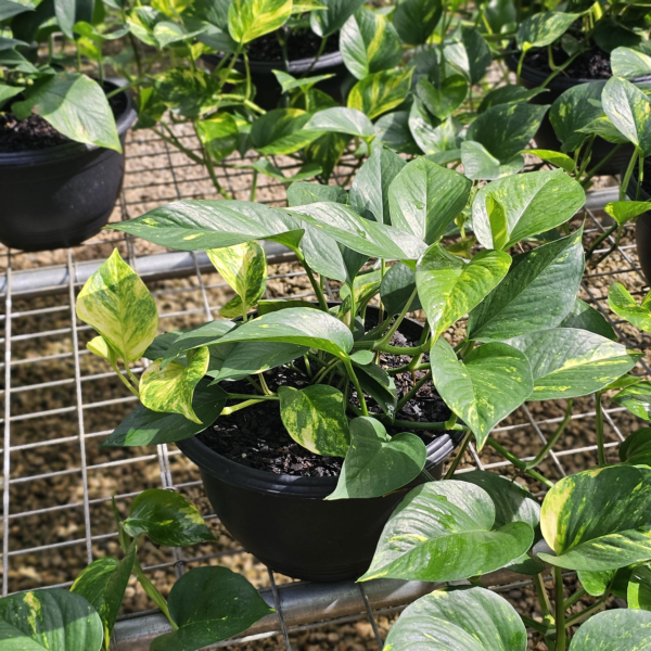 Epipremnum aureum Green Gold Pothos - Devils Ivy