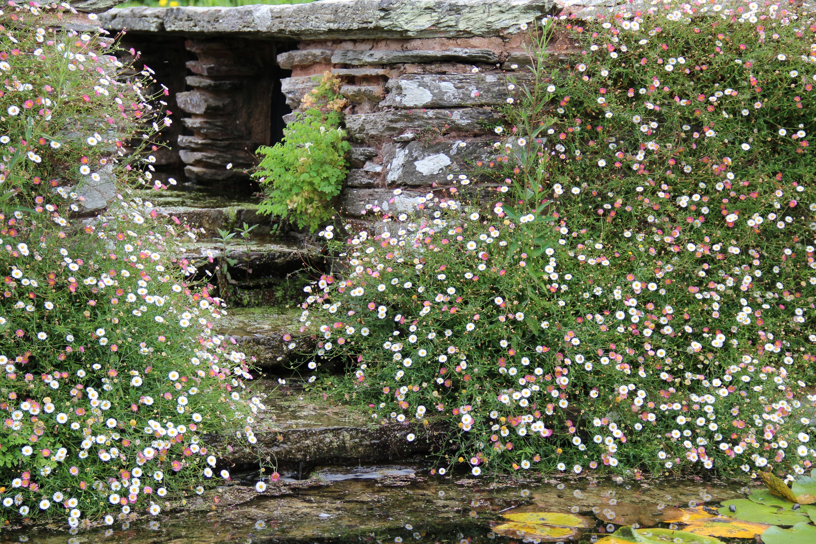Erigeron karvinskianus