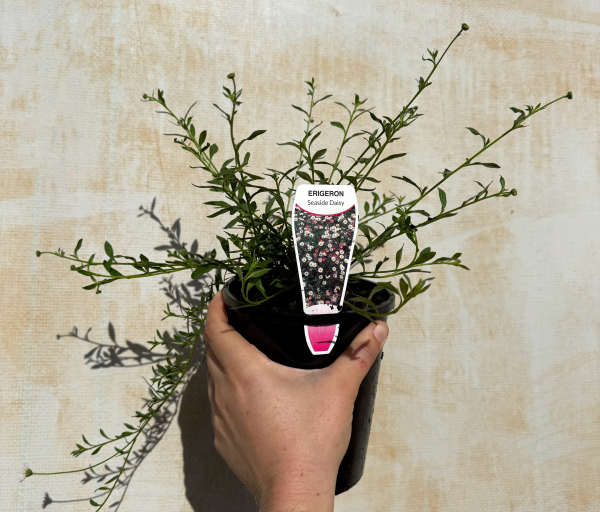 Erigeron karvinskianus