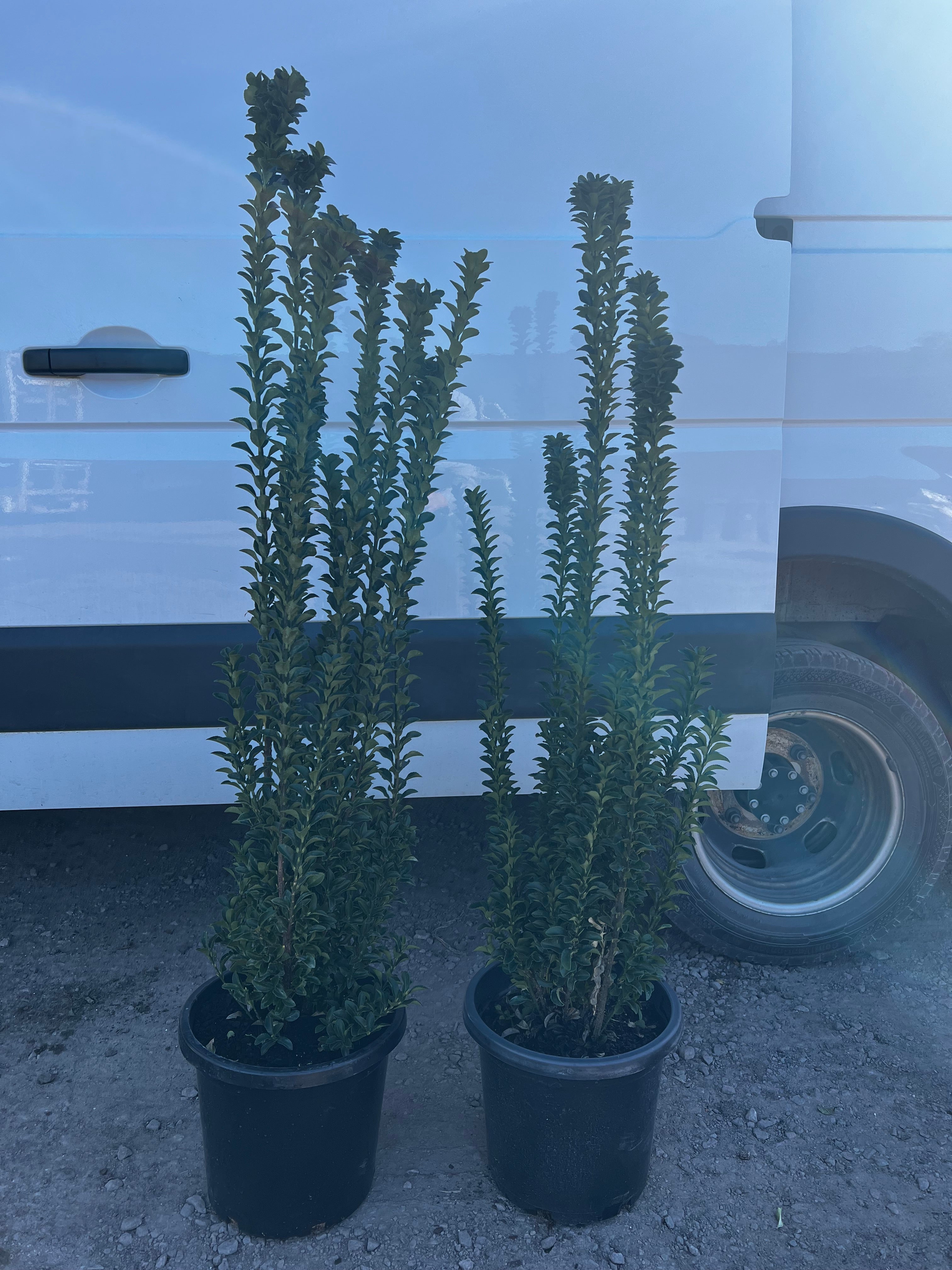 Euonymus japonicus Green Rocket