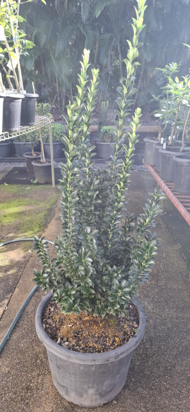 Euonymus japonicus Green Rocket