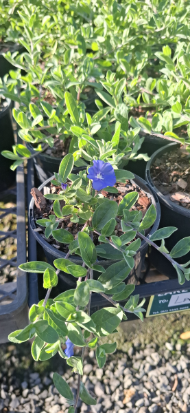 Evolvulus pilosus Blue Eyes