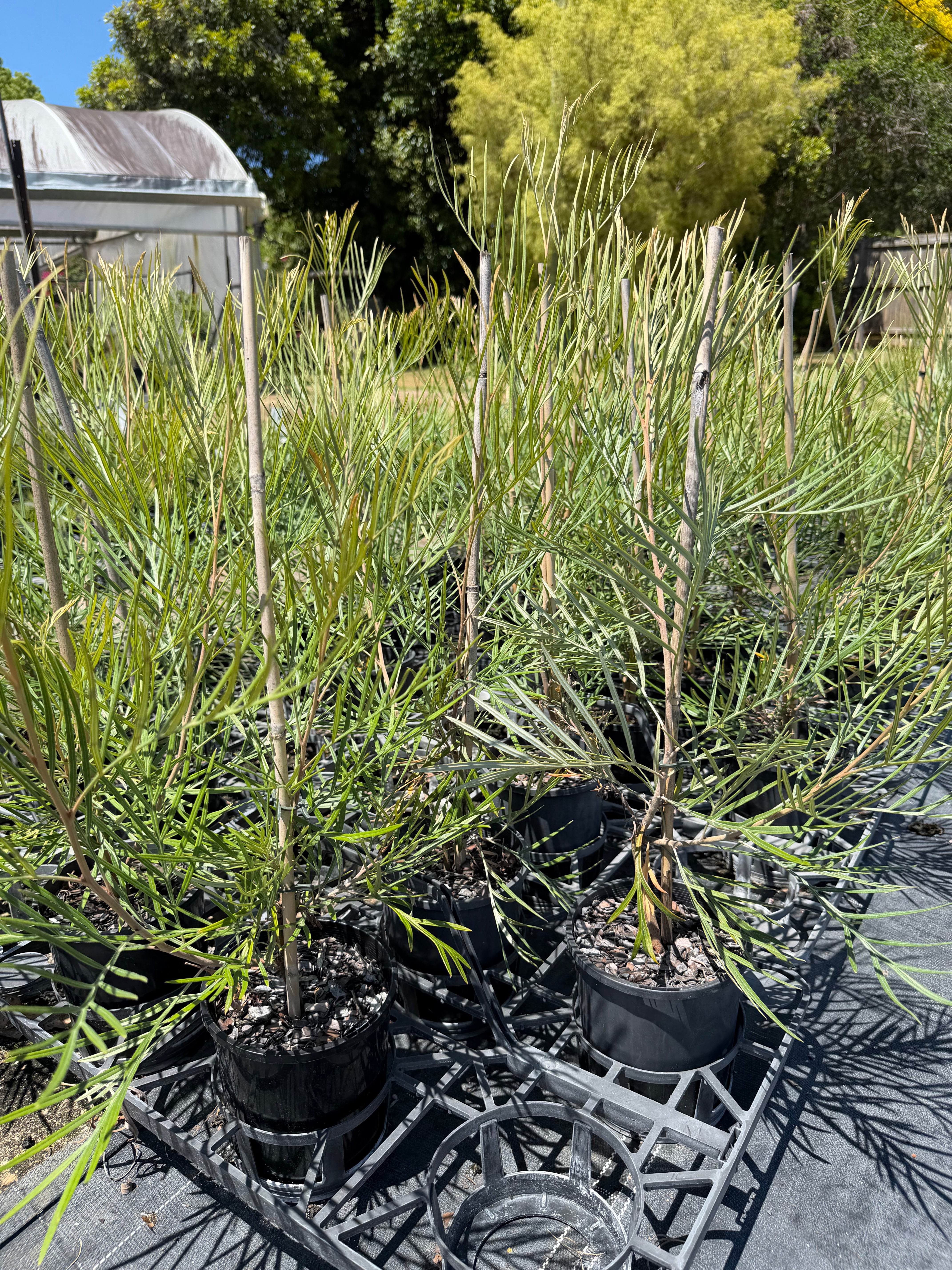 Grevillea Caloundra Gem