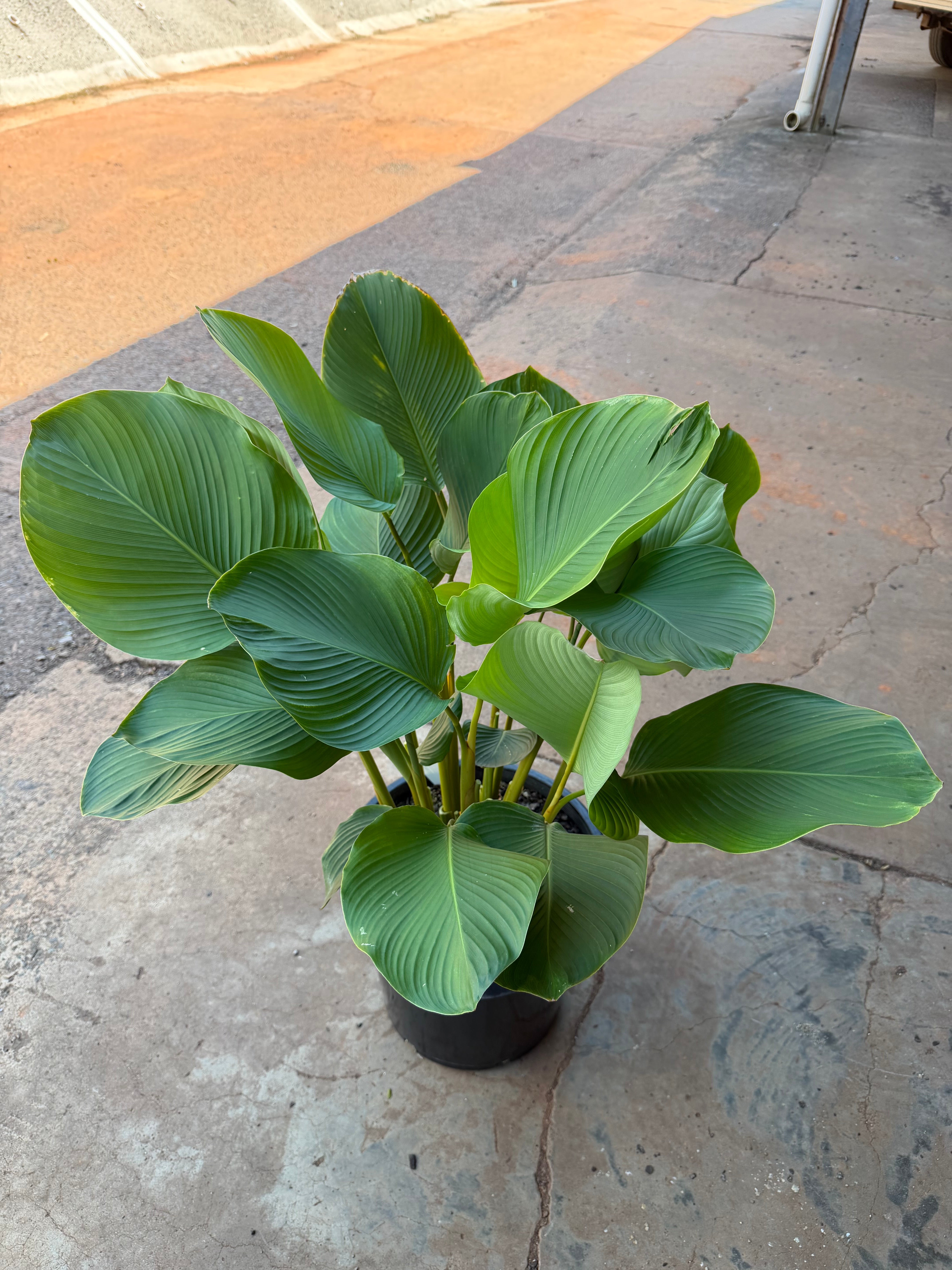Calathea lutea - Cuban Cigar