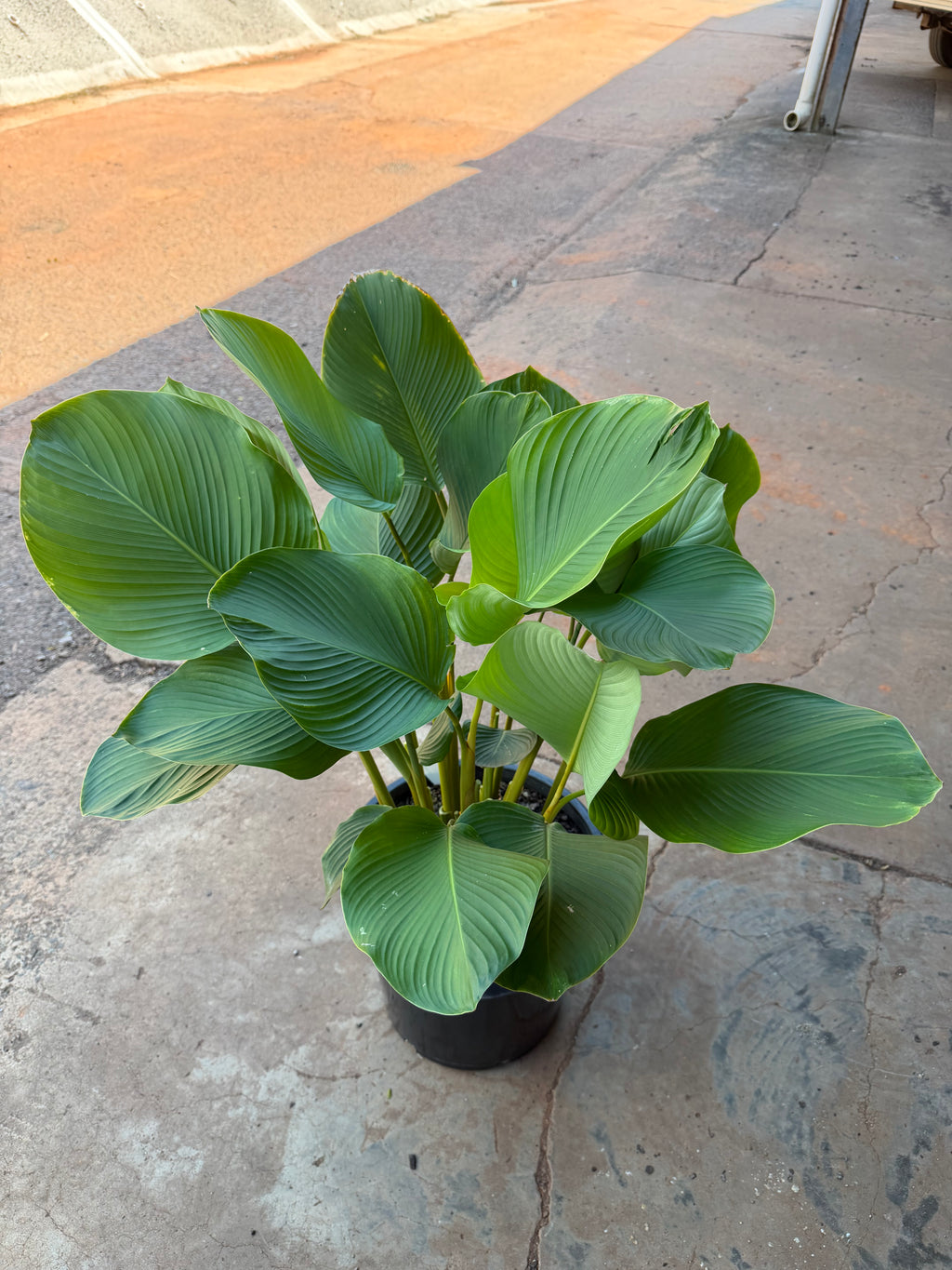 Calathea lutea - Cuban Cigar