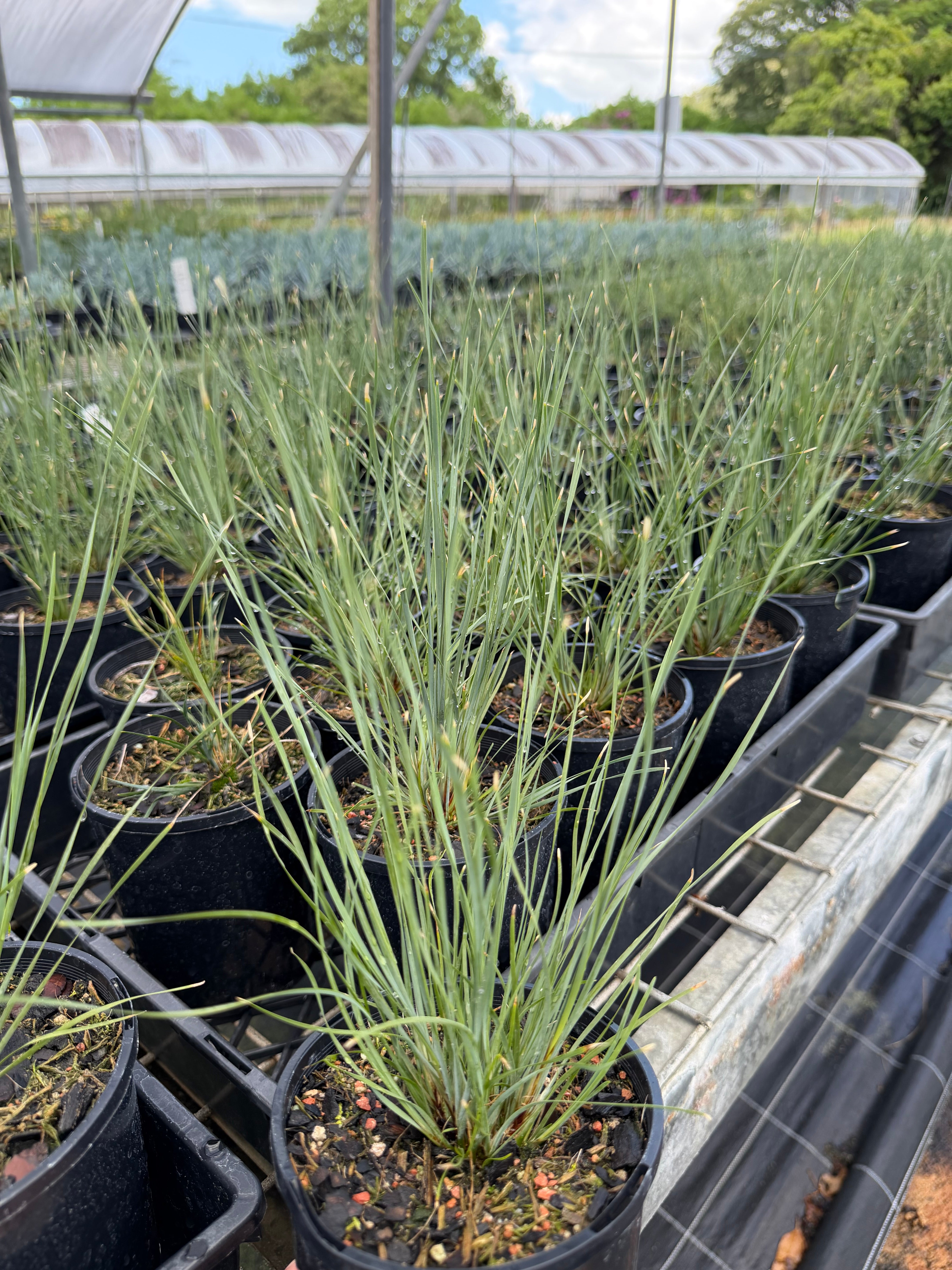 Lomandra fluvitalis Shara