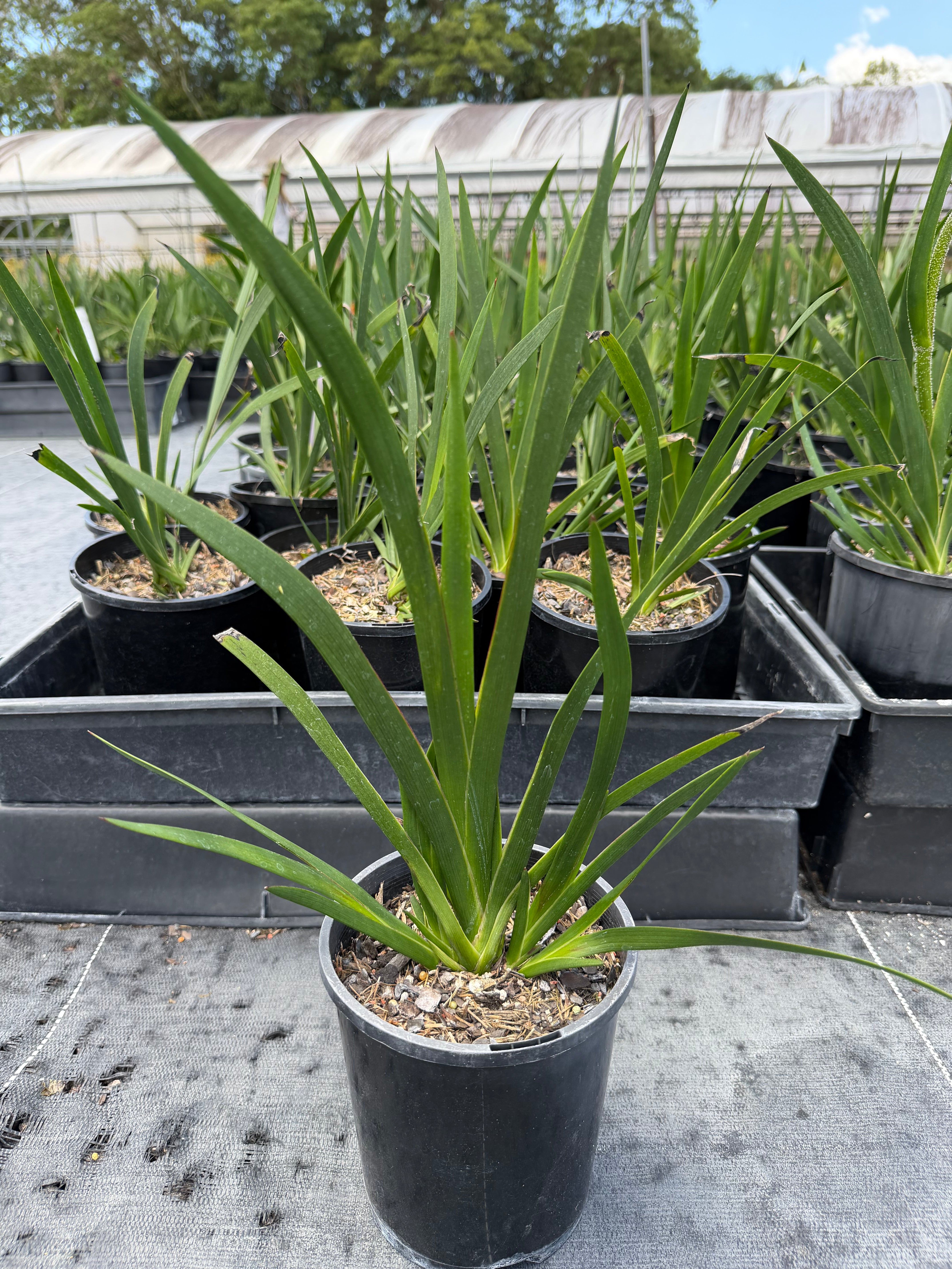 Anigozanthos hybrid Amber Velvet