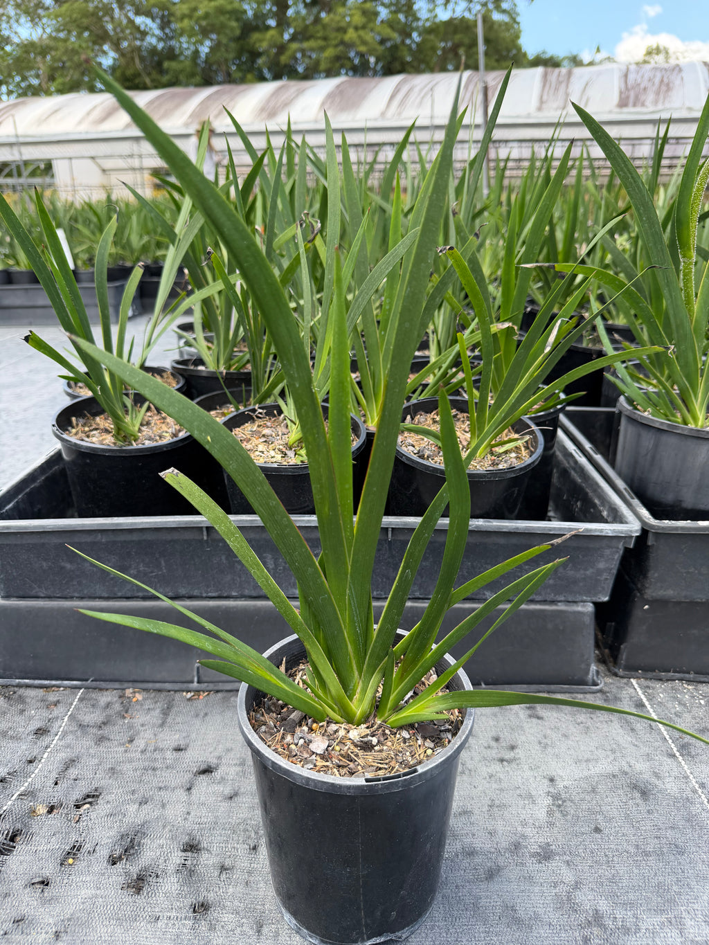 Anigozanthos hybrid Amber Velvet