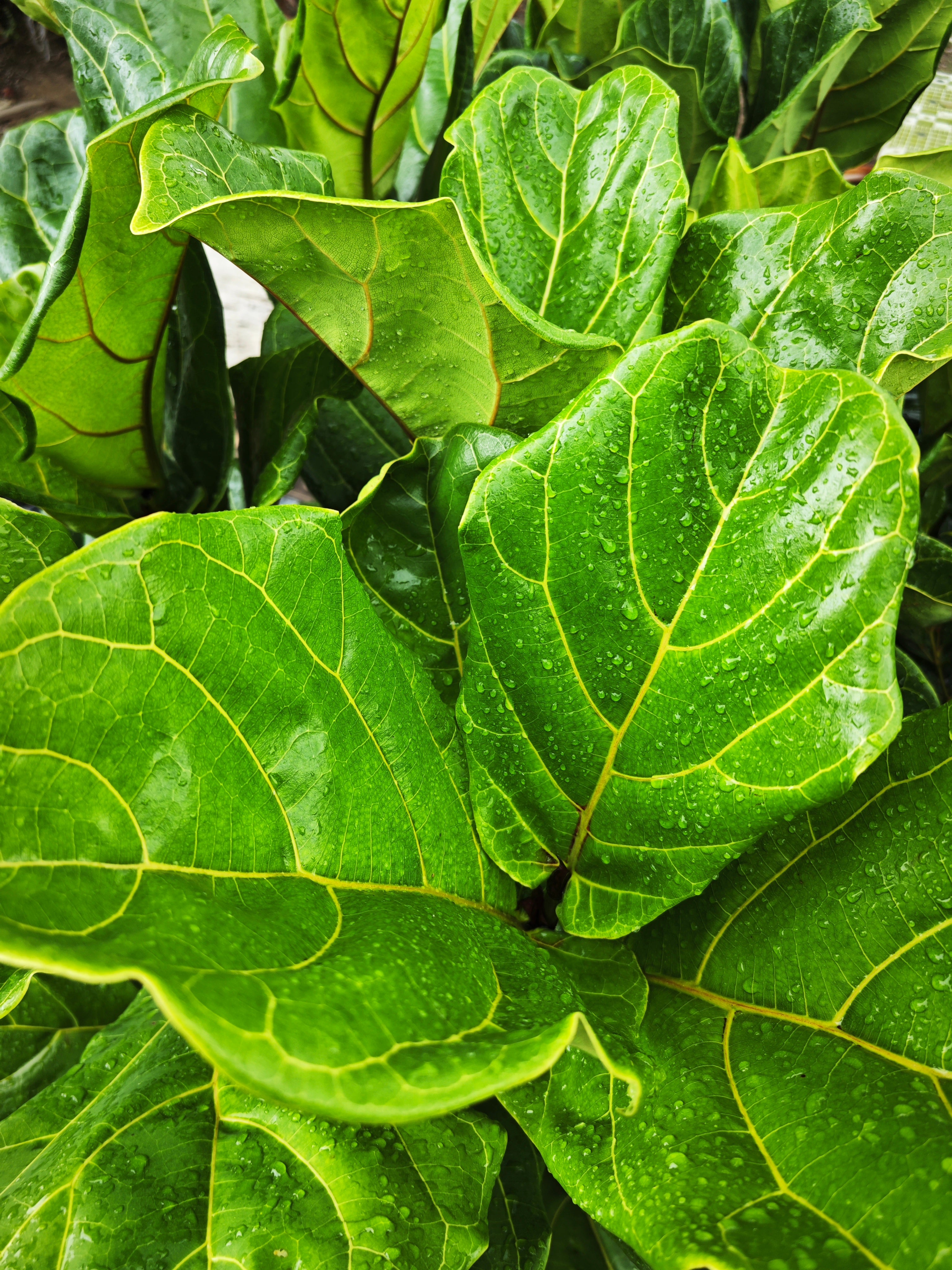 Ficus lyrata
