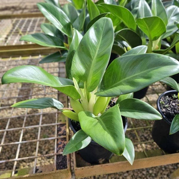 philodendron cannifolium Philodendron martianum (Fat boy)