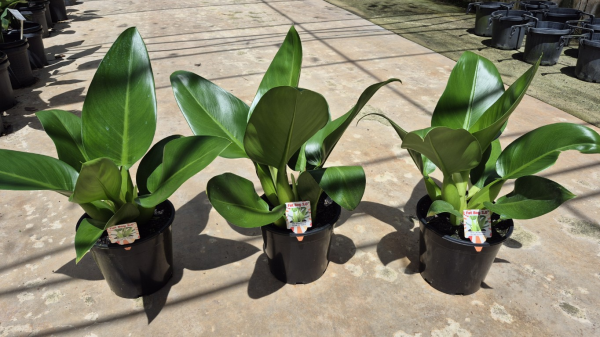 Philodendron martianum (Fat boy)