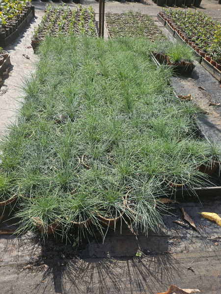 Festuca glauca