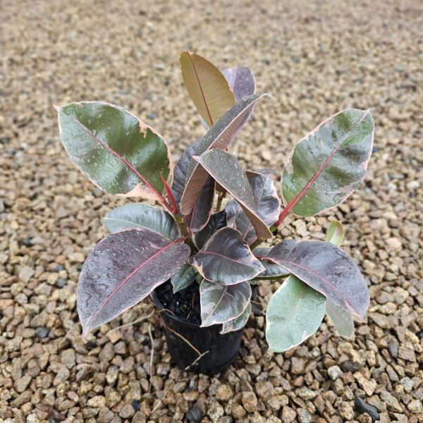 Ficus elastica Ruby