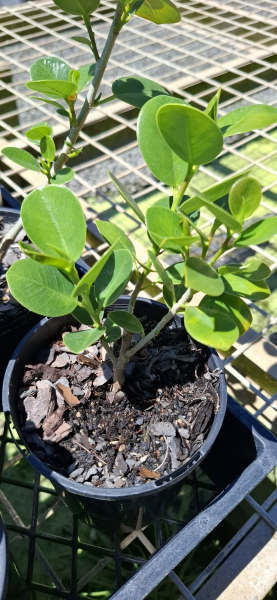 Ficus microcarpa Green Island