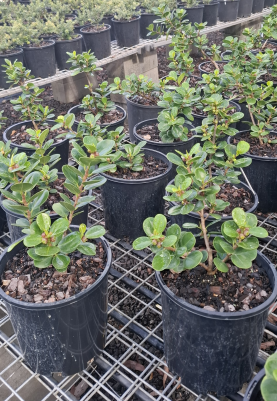 Ficus microcarpa Green Island