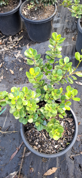 Ficus microcarpa Green Island