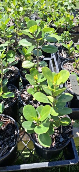 Ficus microcarpa Green Island