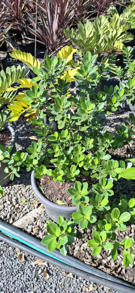Ficus microcarpa Green Island