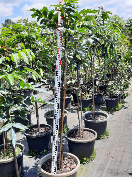 Flindersia australis