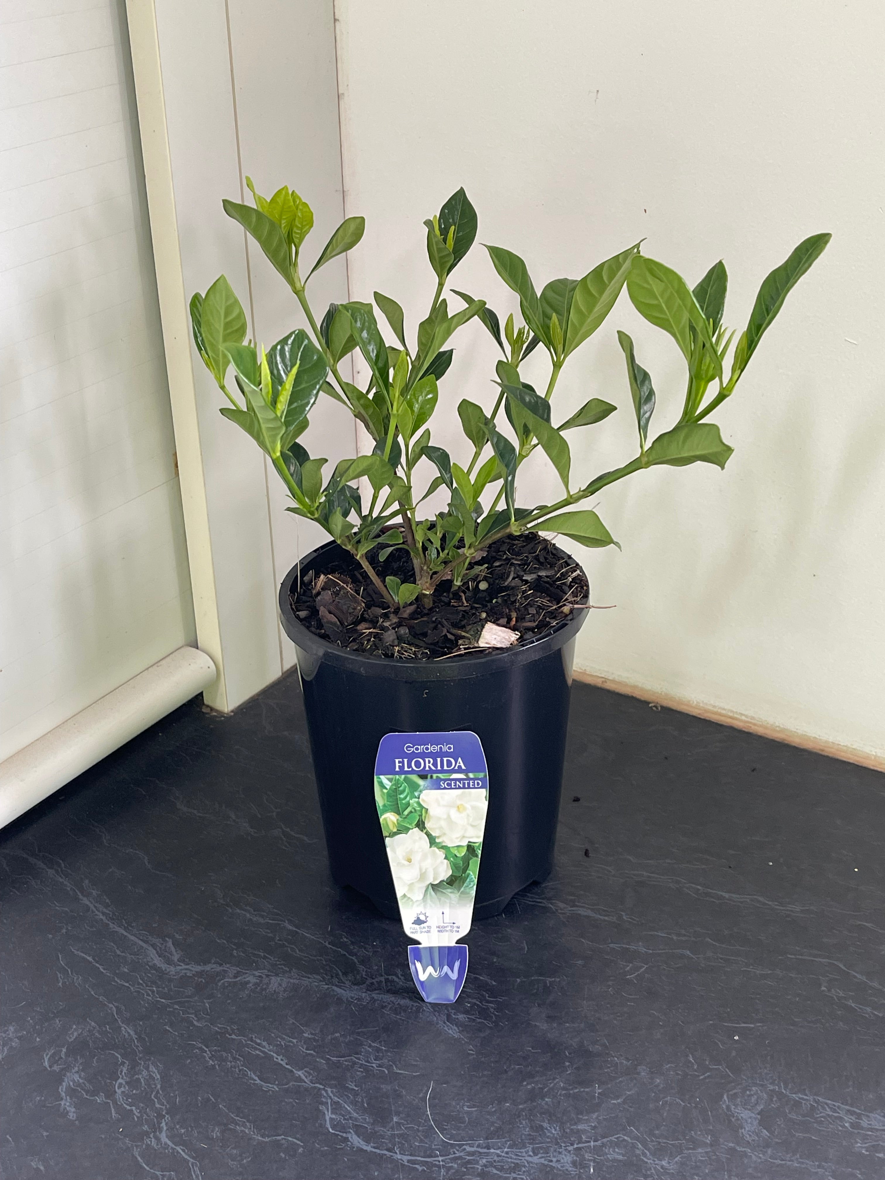 Gardenia augusta Florida