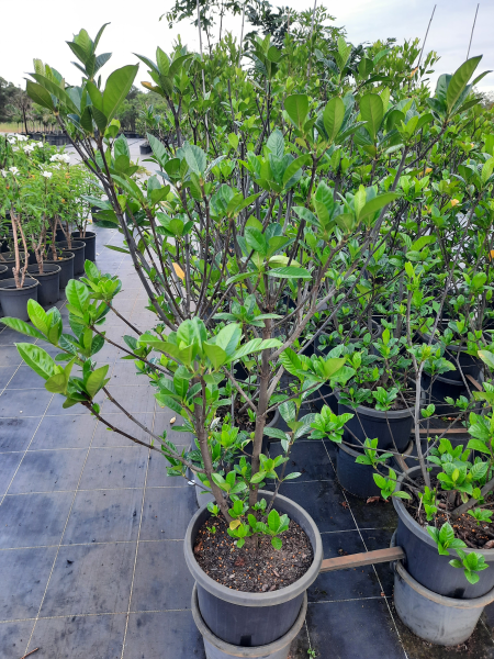 Gardenia augusta Magnifica