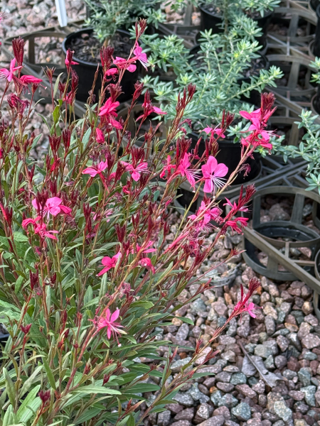 Gaura lindheimeri Dark Pink