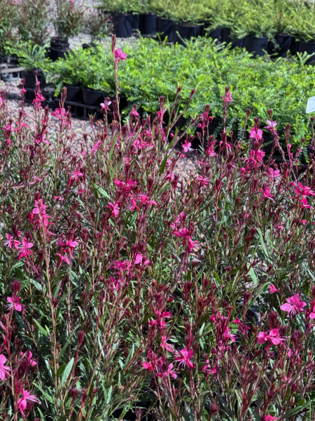 Gaura lindheimeri Dark Pink