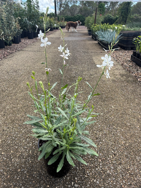 Gaura lindheimeri Sparkle White