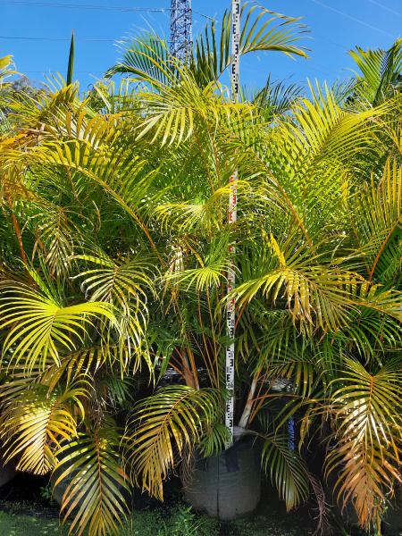 golden palm plant Buy Dypsis Lutescens