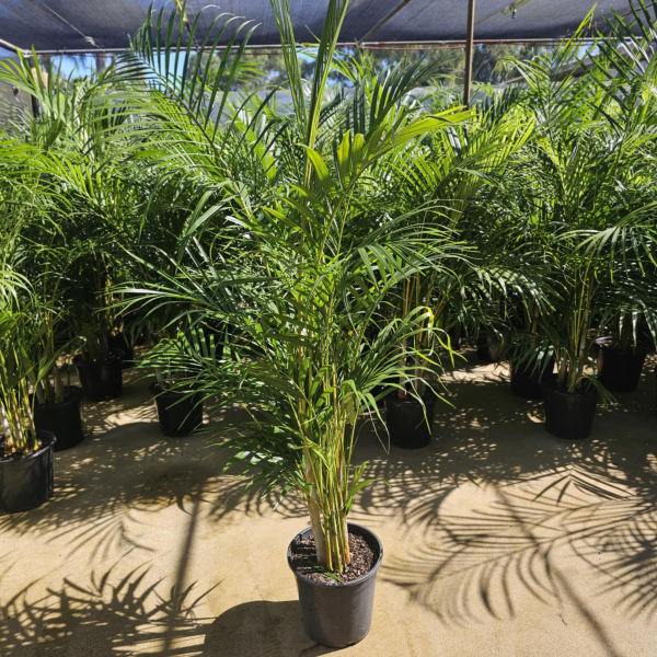 golden cane palm plant Buy Dypsis Lutescens