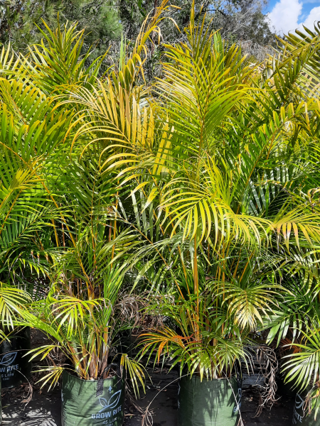 Dypsis lutescens