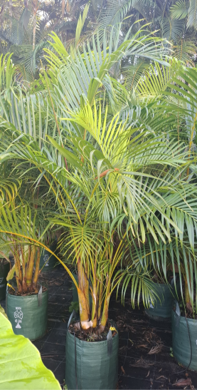 Dypsis lutescens