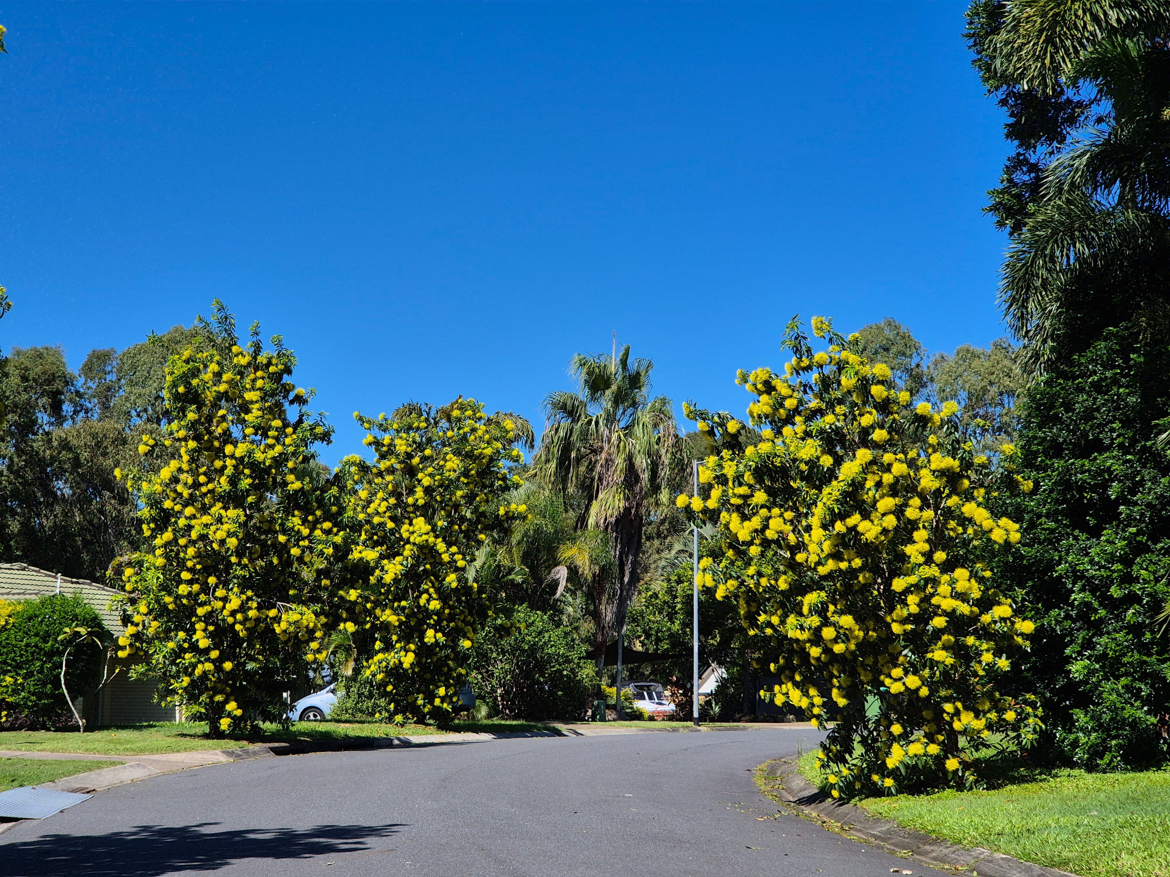Xanthostemon chrysanthus
