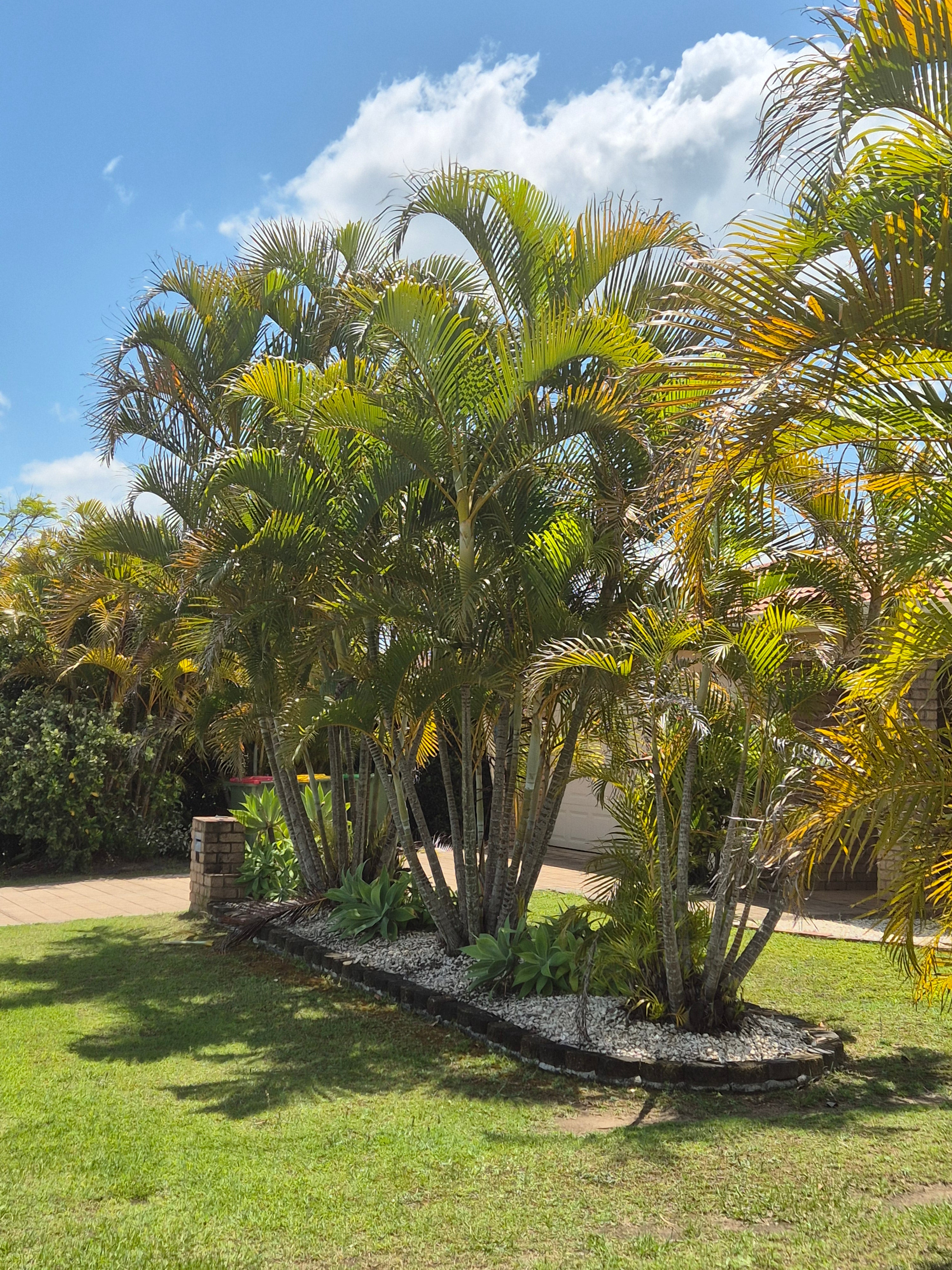 palm areca golden cane Buy Dypsis Lutescens