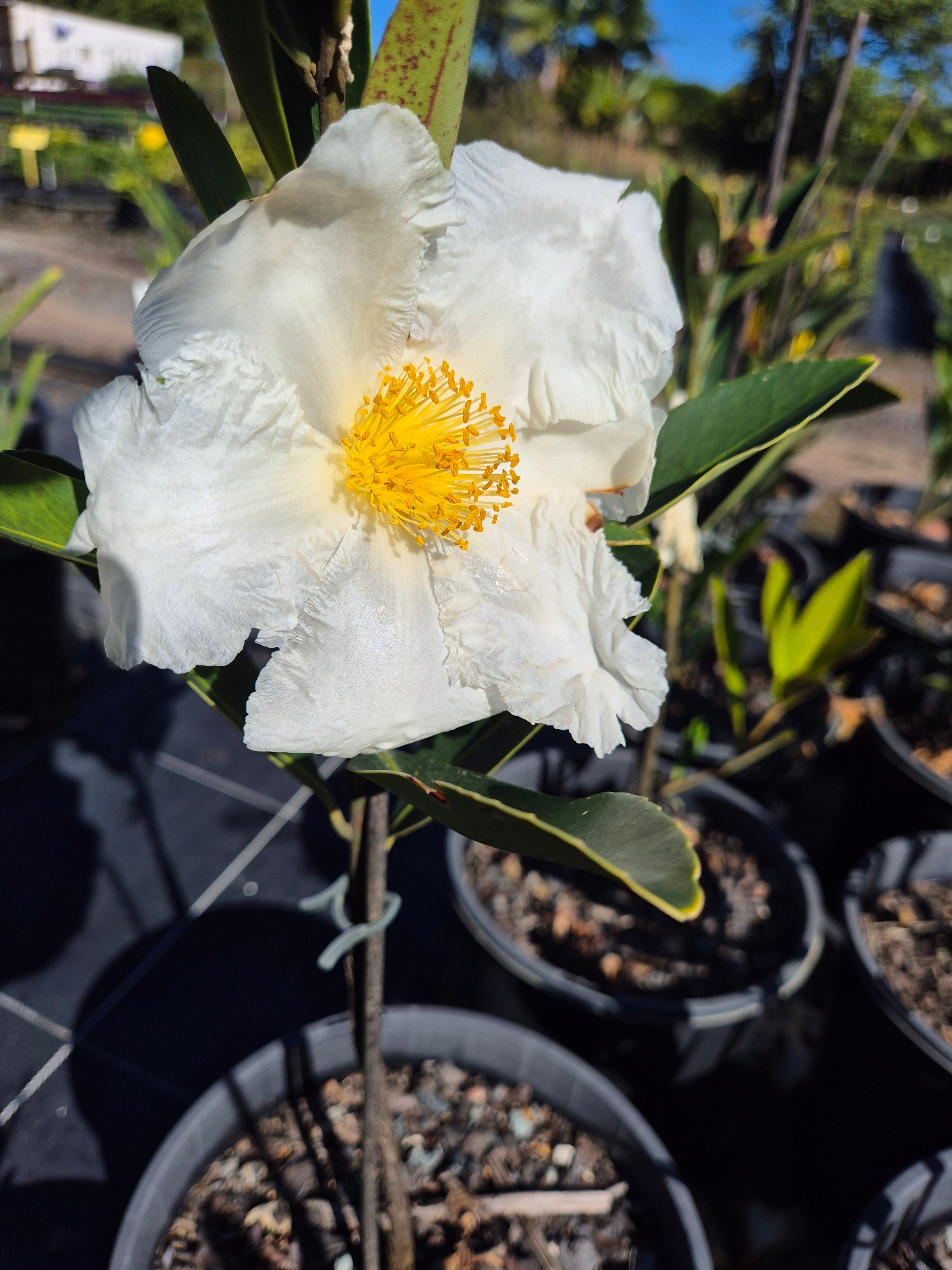 Gordonia axillaris