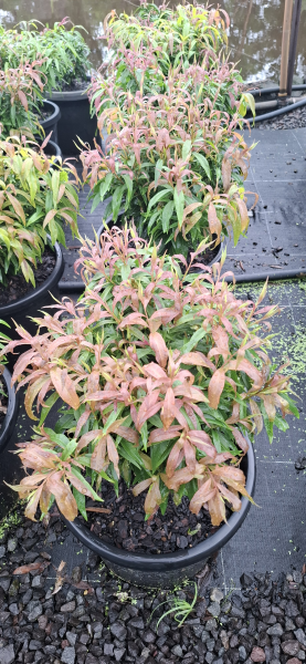 Callistemon salignus Great Balls of Fire