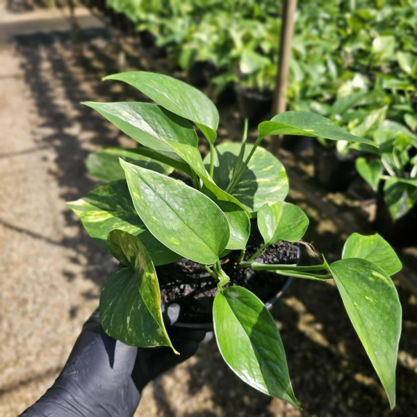 Epipremnum aureum Green Gold Pothos - Devils Ivy