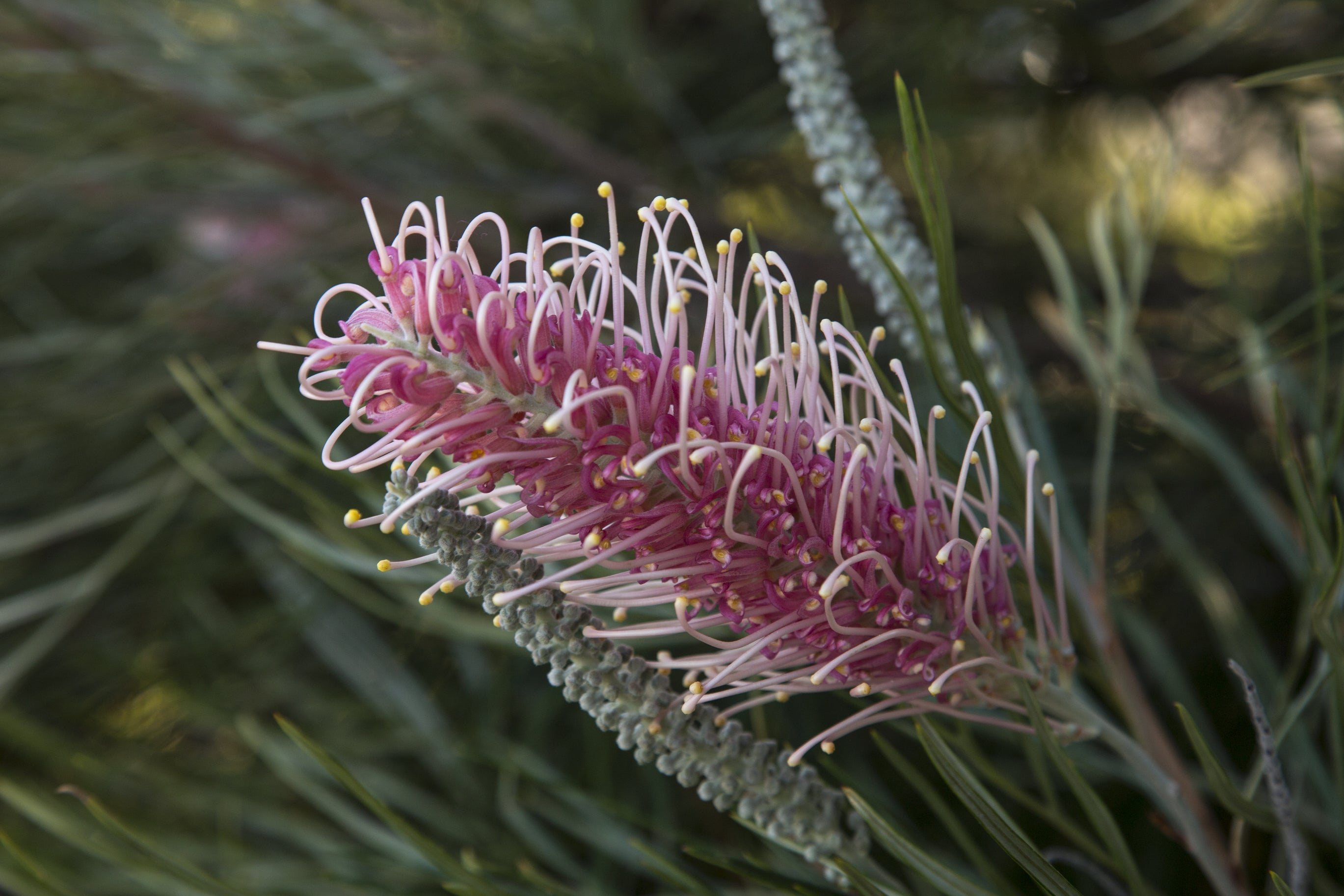 Grevillea Majestic
