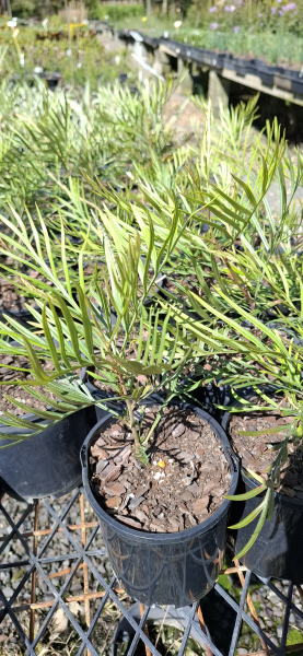 Grevillea Moonlight