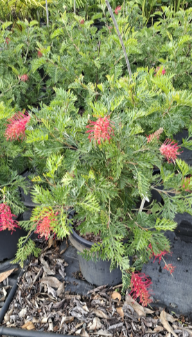 Grevillea Ned Kelly