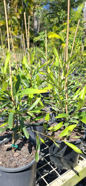 Grevillea Orange Marmalade