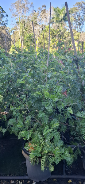 Grevillea Robyn Gordon