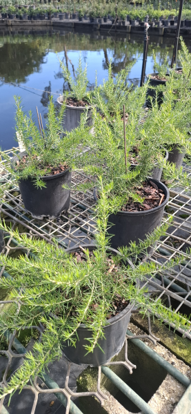 Grevillea Scarlet Sprite