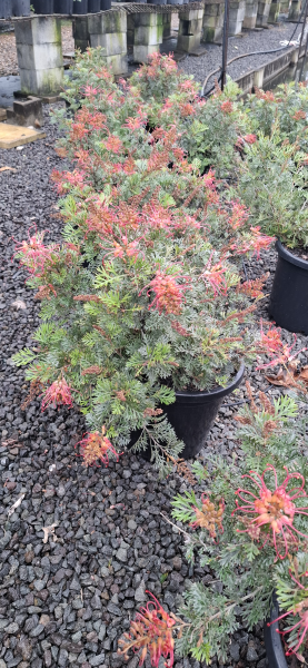 Grevillea Soopa Doopa