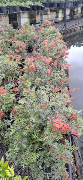 Grevillea Soopa Doopa