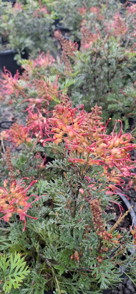 Grevillea Soopa Doopa