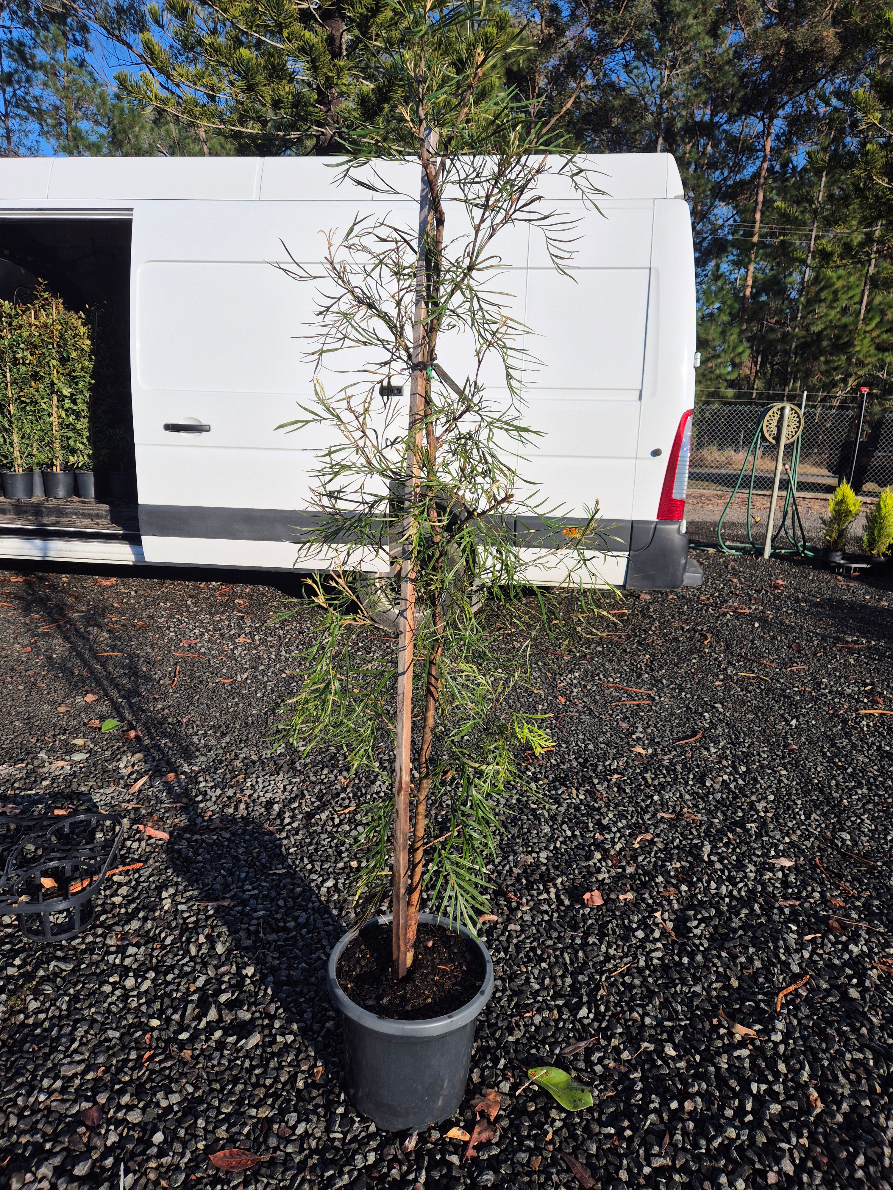 Grevillea Majestic