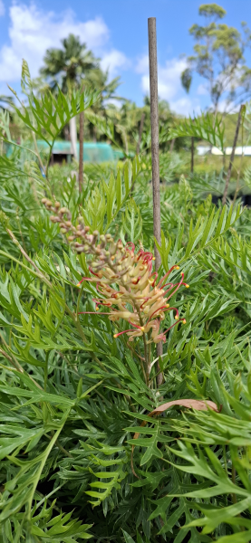 Grevillea Superb